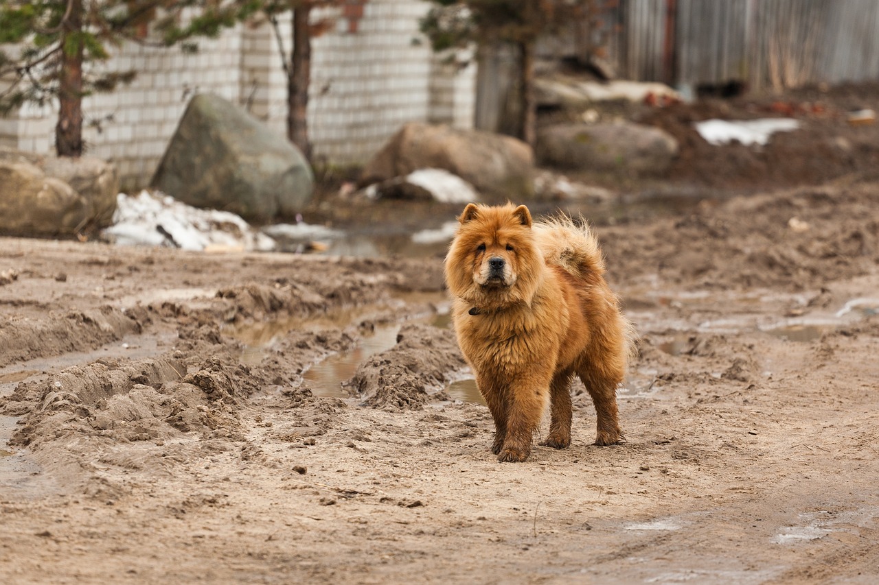 scopri il chow chow, una razza di cane unica dal look distintivo con la sua lingua blu e il suo pelo spesso. scopri di più sul suo carattere, le sue esigenze di allevamento e le sue specificità per una convivenza riuscita.