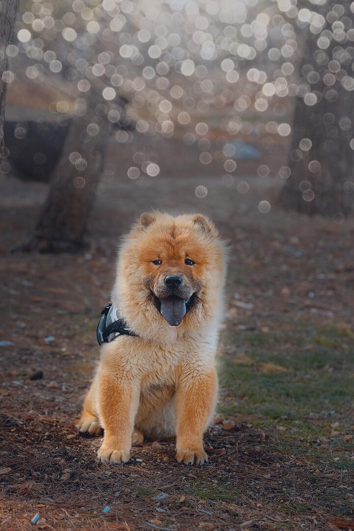 scopri il mondo affascinante dei chow chow, questi cani dal pelo unico e dalla personalità marcante. impara tutto sulla loro storia, il loro carattere e le cure necessarie per questa razza sia maestosa che affettuosa.