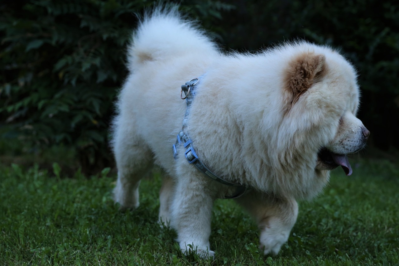 découvrez le chow chow, une race de chien fascinante connue pour son pelage distinctif et son caractère unique. apprenez tout sur son origine, son tempérament et les soins à lui apporter pour en faire un compagnon idéal.
