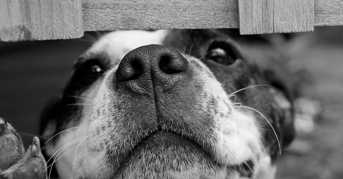découvrez l'importance des chiens de garde pour la sécurité de votre maison. apprenez comment choisir la race idéale, les méthodes d'entraînement et les bienfaits d'un compagnon fidèle qui veille sur votre propriété.