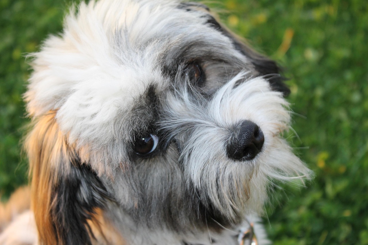 scopri tutto sul havanese, un cane adorabile e affettuoso, perfetto per le famiglie. impara le sue caratteristiche, il suo temperamento e come prenderti cura di questo compagno a quattro zampe.