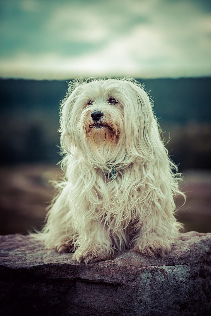 scopri l'havanese, una razza di cane gioiosa e affettuosa, ideale per le famiglie e per chi cerca un compagno leale. impara tutto sulle sue caratteristiche, la sua educazione e le sue cure.