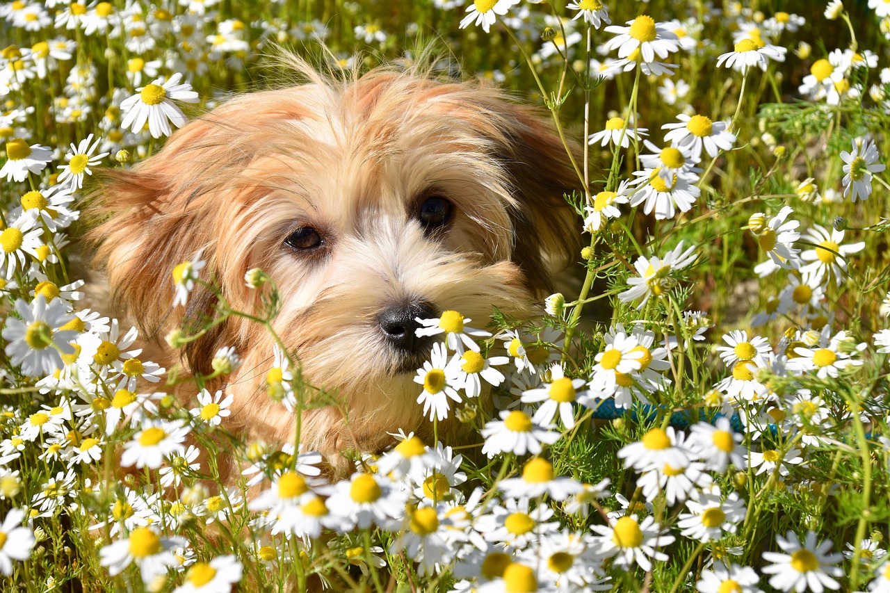 découvrez le havanese, une race de chien joyeuse et affectueuse, idéale pour les familles. apprenez-en plus sur leurs caractéristiques, leur tempérament et les soins nécessaires pour garantir le bonheur de votre compagnon à quatre pattes.