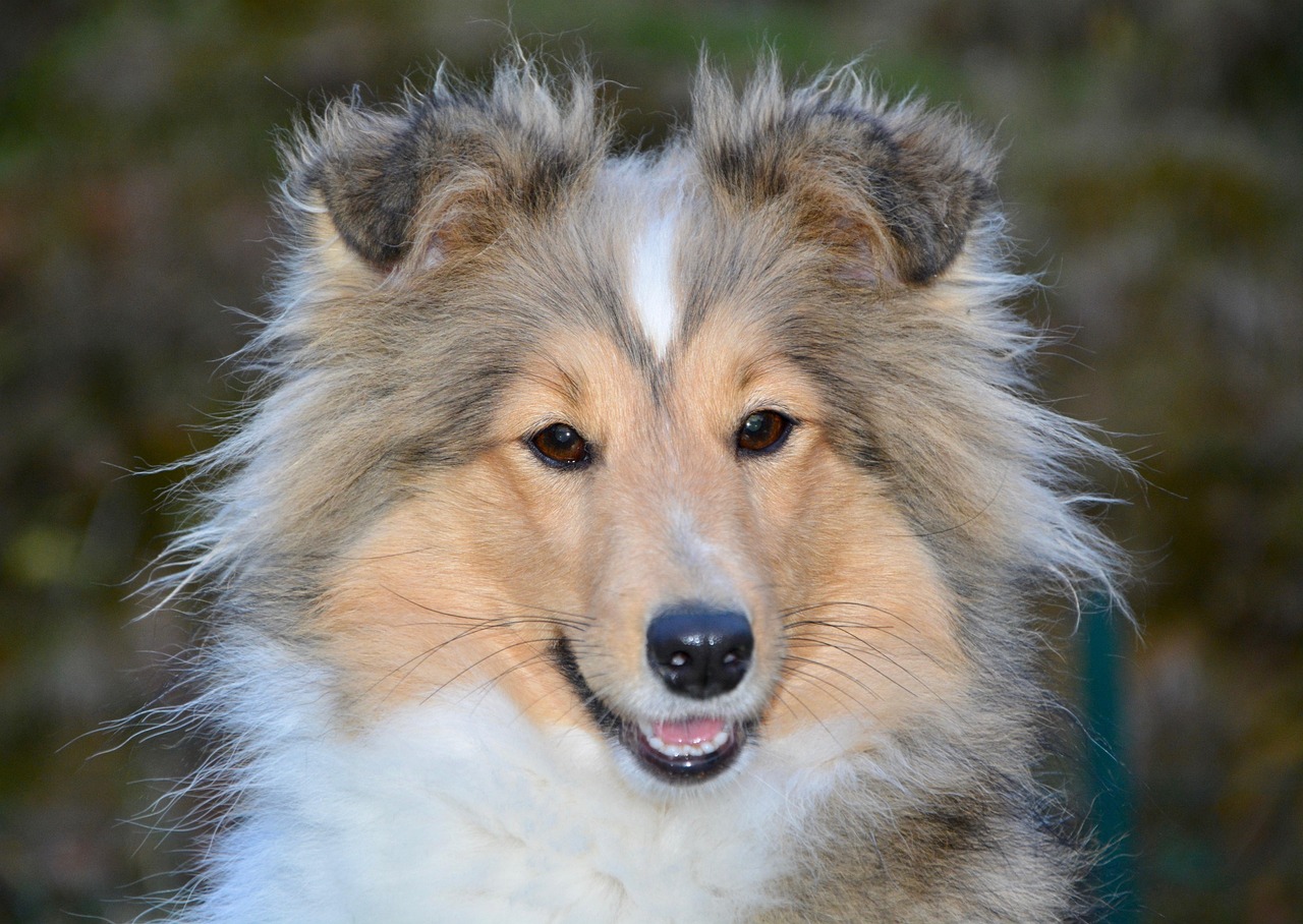 scopri il delizioso old english sheepdog, un cane dal mantello distintivo e dalla personalità affettuosa. impara tutto su questa razza fedele, le sue caratteristiche, la sua educazione e le cure necessarie per farne un meraviglioso compagno.