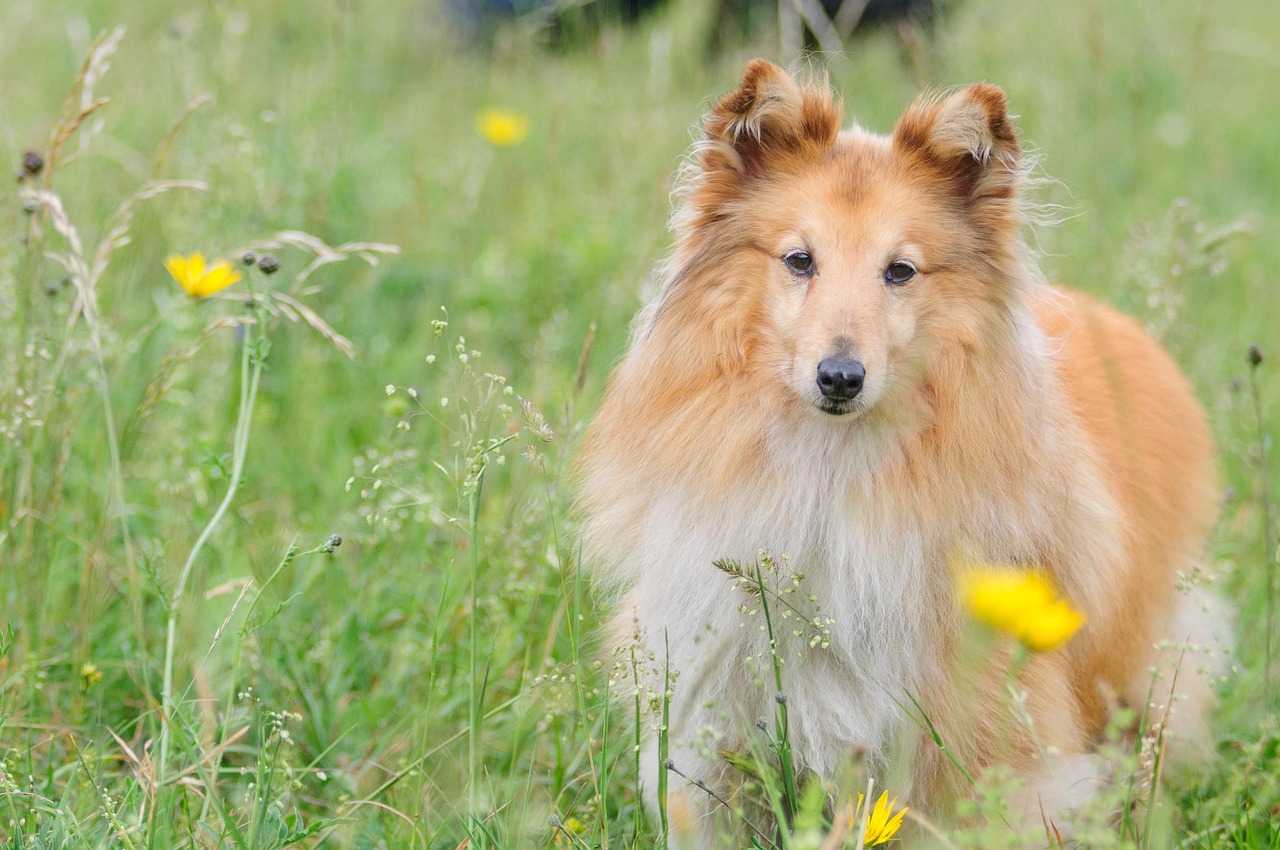 scopri l'old english sheepdog, una razza di cane amata per il suo aspetto unico e il suo temperamento affettuoso. impara tutto sulle loro caratteristiche, le loro esigenze di cura e come questo compagno leale può arricchire la tua vita.