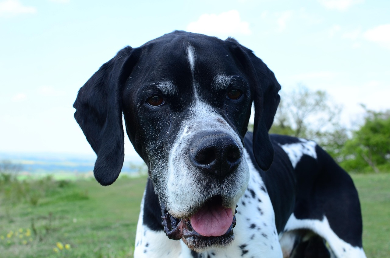 découvrez tout sur le pointer, une race de chien délicieuse et énergique, connue pour son flair exceptionnel en tant que chien de chasse. apprenez ses caractéristiques, son éducation et comment en prendre soin.