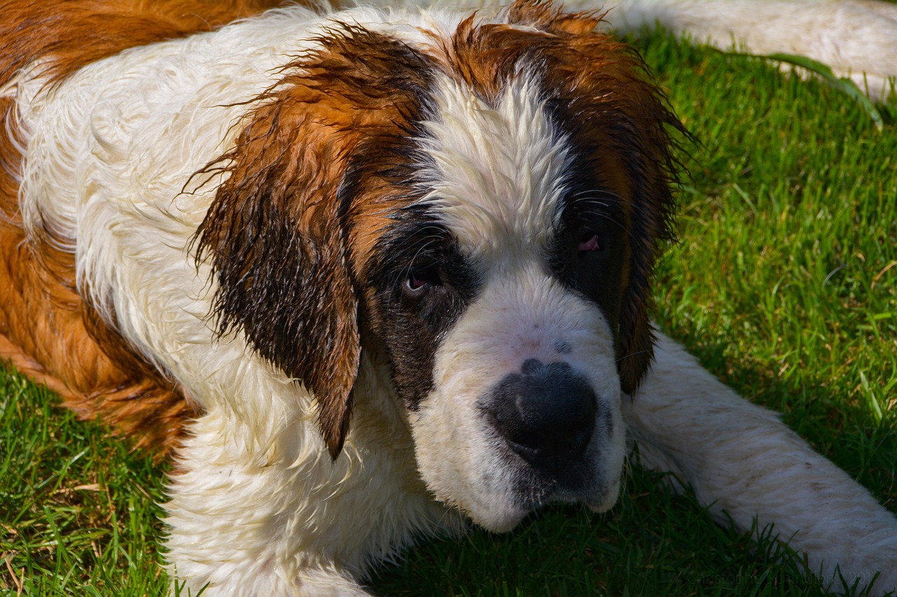 scoprite il saint bernard, un cane emblematico e affettuoso, noto per la sua grande taglia e il suo incredibile senso dell’orientamento. perfetto compagno di famiglia, unisce dolcezza e lealtà, rendendolo un amico fedele per tutti.