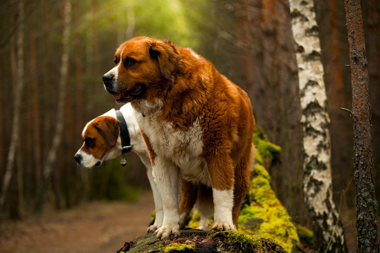 découvrez le majestueux saint bernard, un chien de montagne réputé pour sa gentillesse et sa loyauté. apprenez-en plus sur cette race emblématique, son histoire fascinante et ses qualités exceptionnelles comme chien de famille et de travail.