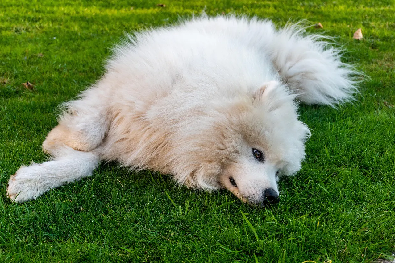 scoprite tutto sui samoyedi, questi magnifici cani dal pelo bianco, conosciuti per il loro sorriso caldo e la loro natura amichevole. scoprite di più sulla loro personalità, le loro esigenze di cura e la loro educazione.