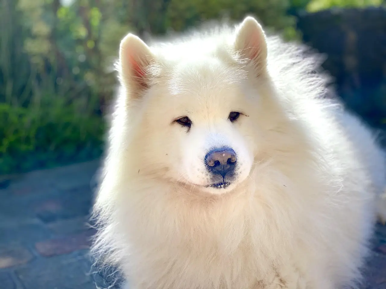 scoprite il samoyedo, un cane dal pelo bianco splendente e dal sorriso contagioso. scoprite tutto sulle sue origini, il suo carattere gioioso e le sue specifiche esigenze di cura e di educazione. un compagno ideale per le famiglie e gli amanti degli animali!