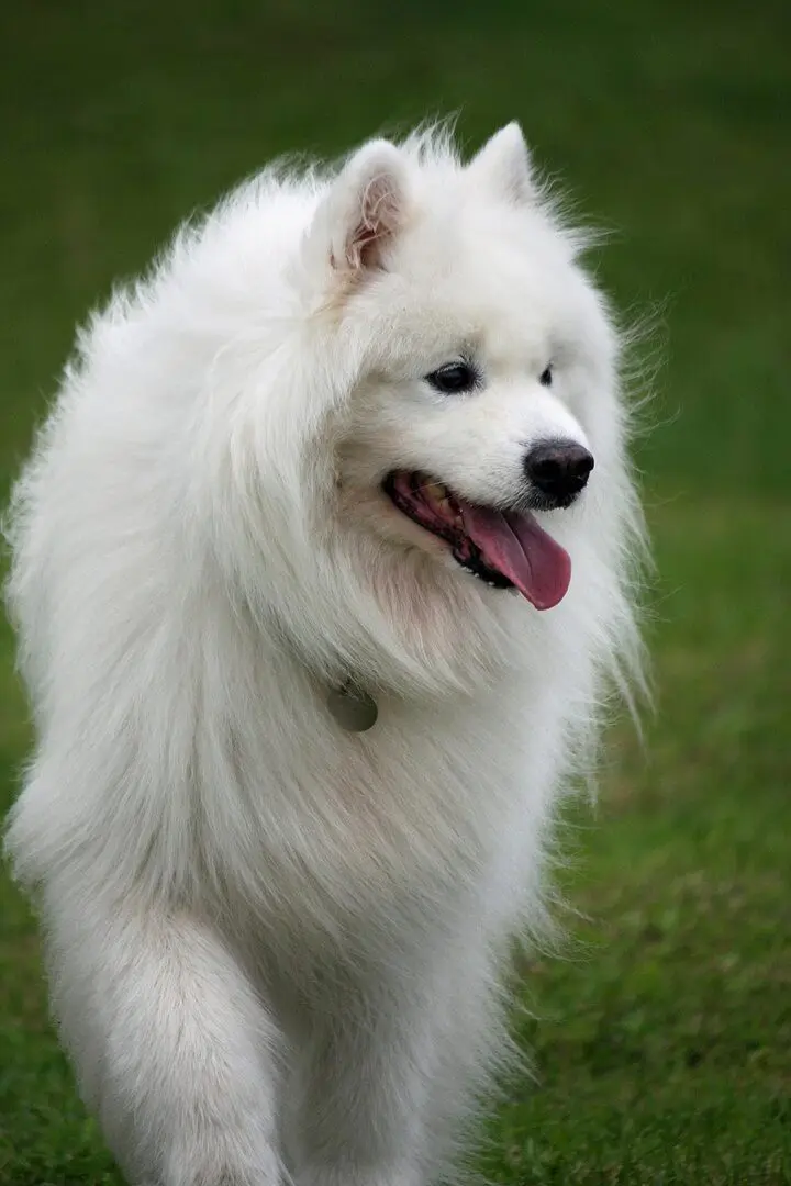 découvrez le samoyède, une race de chien célèbre pour son pelage blanc éclatant et son sourire amical. apprenez tout sur son tempérament joyeux, ses besoins en exercice et ses conseils d'éducation pour un compagnon fidèle et aimant.