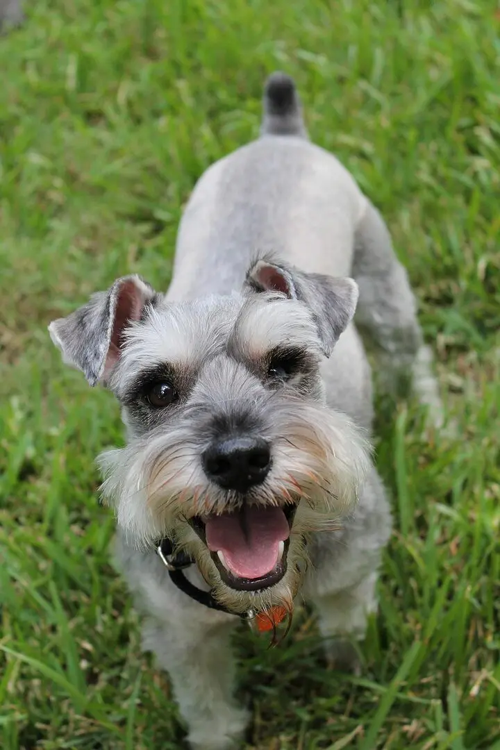 découvrez le schnauzer, une race de chien à la personnalité vive et au look distinctif. apprenez tout sur ses caractéristiques, son éducation et son entretien pour en faire un compagnon fidèle et heureux.