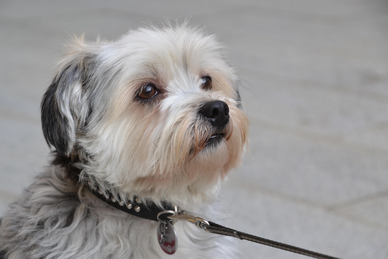 scopri tutto sullo shih tzu, questo affascinante piccolo cane sia affettuoso che pieno di carattere. impara le sue origini, le sue esigenze di cura e come renderlo felice. un compagno ideale per famiglie e amanti degli animali.