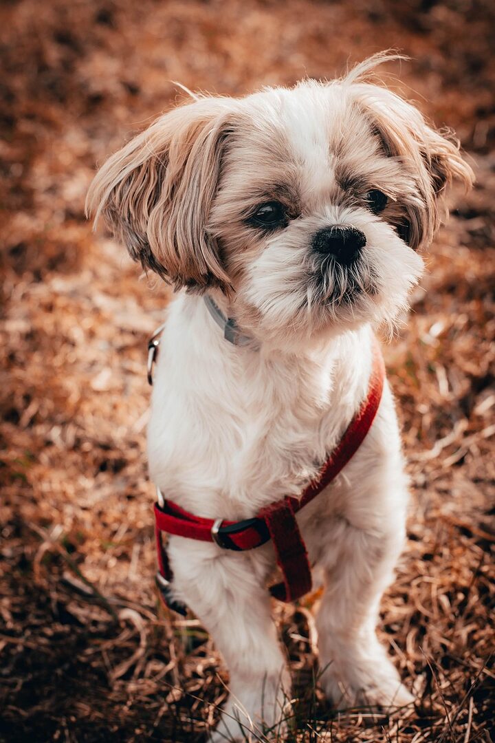 scopri tutto sullo shih tzu, questa adorabile razza di cane dalla personalità vivace e dal manto lussuoso. scopri le sue caratteristiche uniche, le sue esigenze di cura e come prenderti cura di lui per garantire il suo benessere.