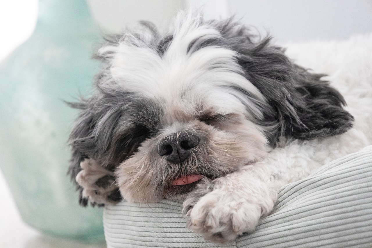 découvrez le shih tzu, un chien de compagnie affectueux aux poils soyeux et au caractère enjoué. apprenez tout sur son histoire, son comportement, ses besoins en entretien et les conseils pour en prendre soin.