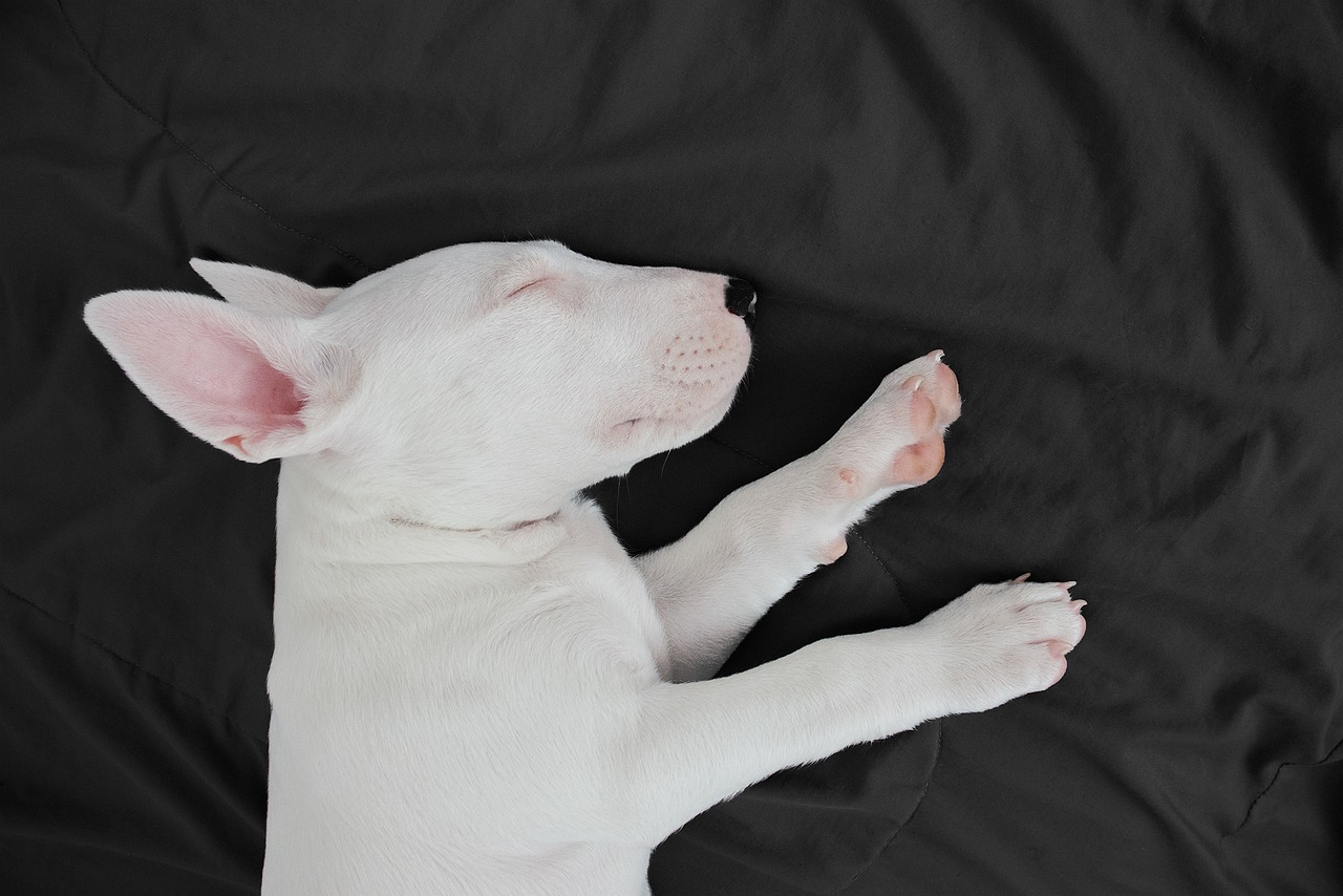scopri lo staffordshire bull terrier, una razza di cane dal carattere audace e affettuoso. ideale per le famiglie, questo compagno fedele è conosciuto per la sua forza, la sua intelligenza e il suo attaccamento ai suoi cari. scopri tutto sulla sua educazione, le sue esigenze e il suo benessere.