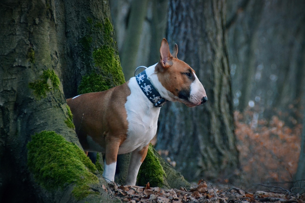 scopri lo staffordshire bull terrier, un cane sia affettuoso che protettivo. scopri tutto sulle sue caratteristiche, il suo temperamento giocoso e la sua affascinante storia. ideale per le famiglie, questo compagno fedele porterà gioia e sicurezza nella tua casa.
