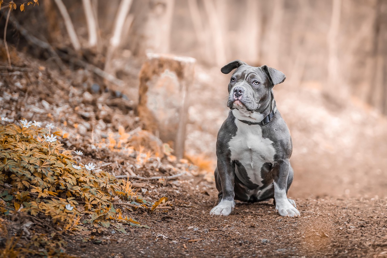 découvrez le staffordshire bull terrier, un chien au tempérament affectueux et dynamique. apprécié pour sa loyauté et son intelligence, il s'épanouit en tant qu'animal de compagnie. apprenez à connaître ses caractéristiques, son éducation et son mode de vie idéal.