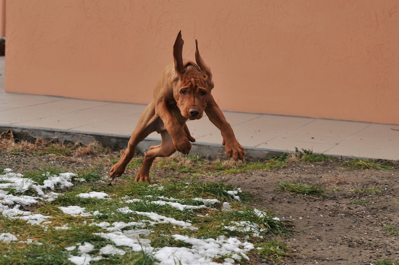 scopri il vizsla, una razza di cane di origine ungherese, nota per la sua intelligenza, la sua energia e il suo affetto. scopri tutto sul suo temperamento, le sue esigenze di esercizio e le cure necessarie per renderlo felice e in buona salute.