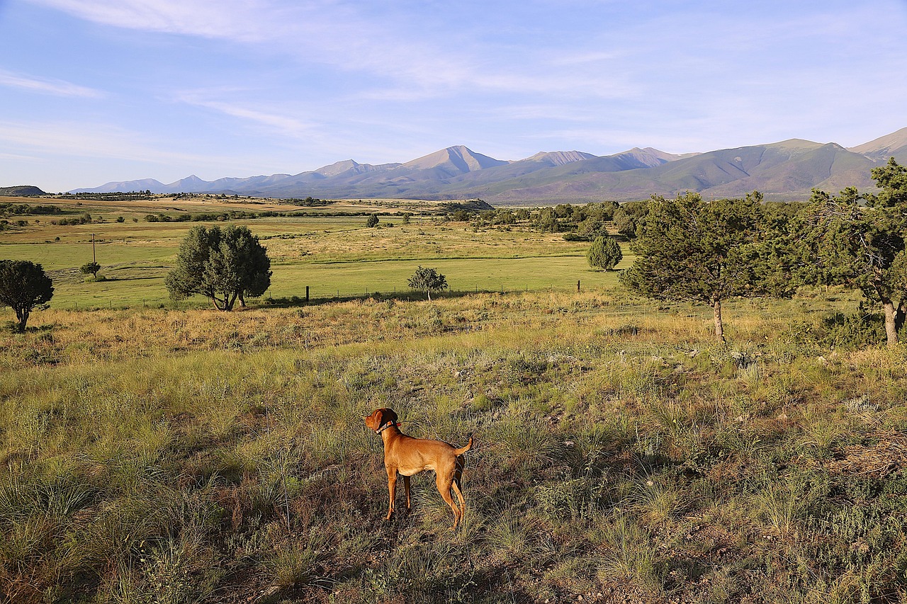 scopri il vizsla, un cane di razza ungherese noto per la sua lealtà e intelligenza. scopri tutto sul suo carattere, le sue esigenze di esercizio e le cure necessarie per farne un compagno ideale.