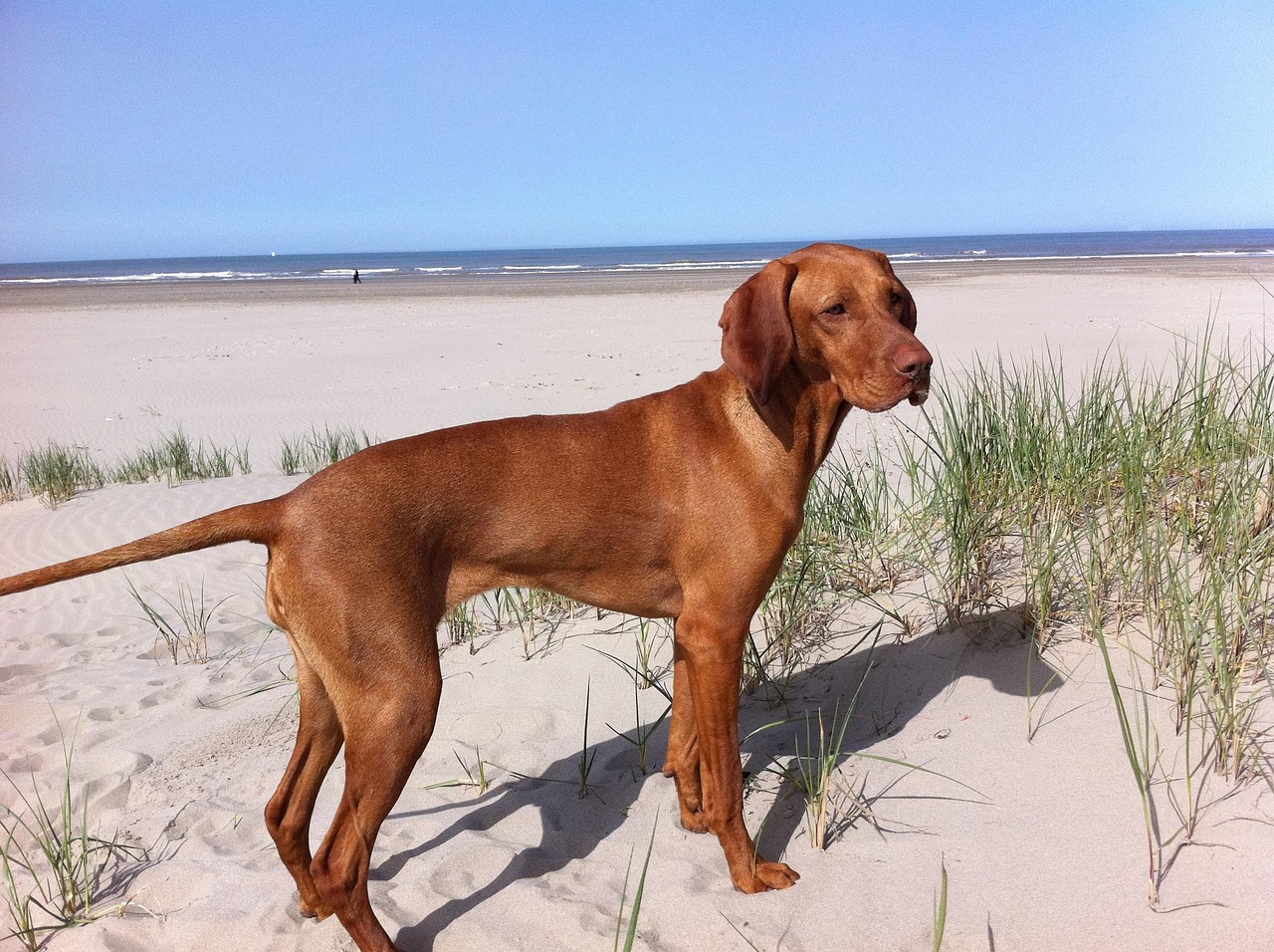 découvrez le vizsla, une race de chien originaire de hongrie, reconnue pour son intelligence, sa loyauté et sa grande énergie. apprenez tout sur ses caractéristiques, son besoin d'exercice et son adéquation comme animal de compagnie.