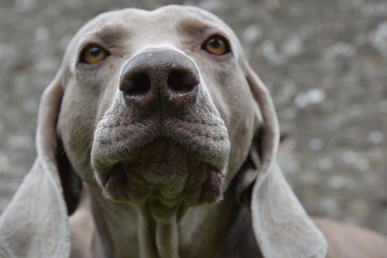 découvrez le weimaraner, une race de chien élégante et énergique, connue pour son pelage argenté et son intelligence. parfait compagnon pour les familles actives, il excelle dans les activités en plein air et nécessite beaucoup d'exercice et de stimulation mentale.