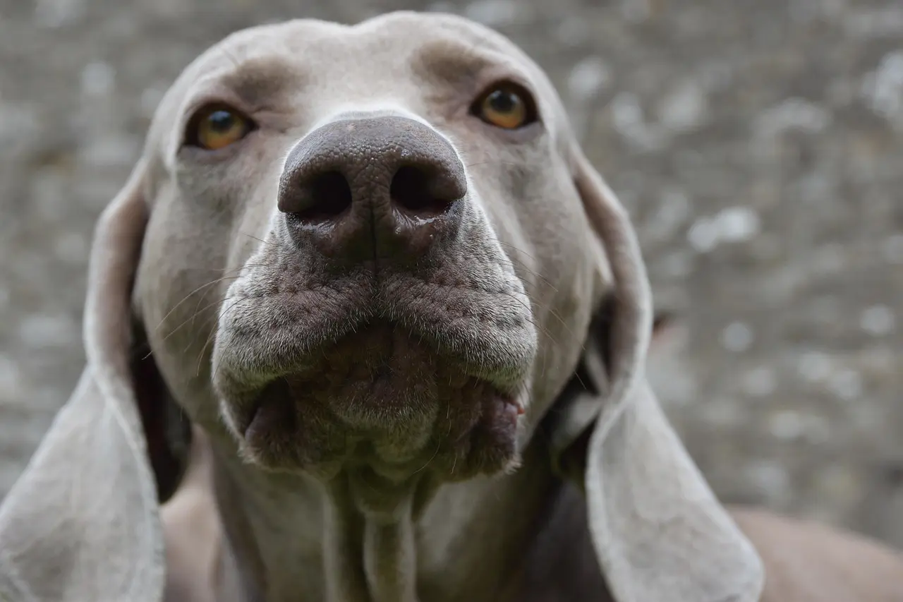 discover the weimaraner, an elegant and energetic dog breed known for its silver coat and intelligence. a perfect companion for active families, it excels in outdoor activities and requires a lot of exercise and mental stimulation.