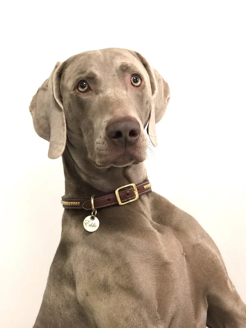 discover the weimaraner, an elegant and sporty dog known for its gray silver coat and friendly temperament. learn all about its characteristics, education, and exercise needs to make it an ideal companion.