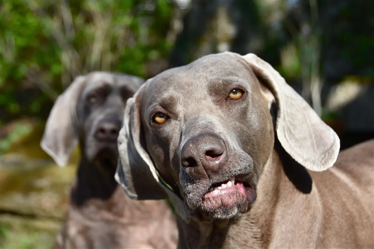 découvrez le weimaraner, un chien élégant et énergique, connu pour son pelage gris argenté et son tempérament amical. apprenez-en plus sur ses caractéristiques, son éducation et son rôle en tant que compagnon idéal pour les familles actives.