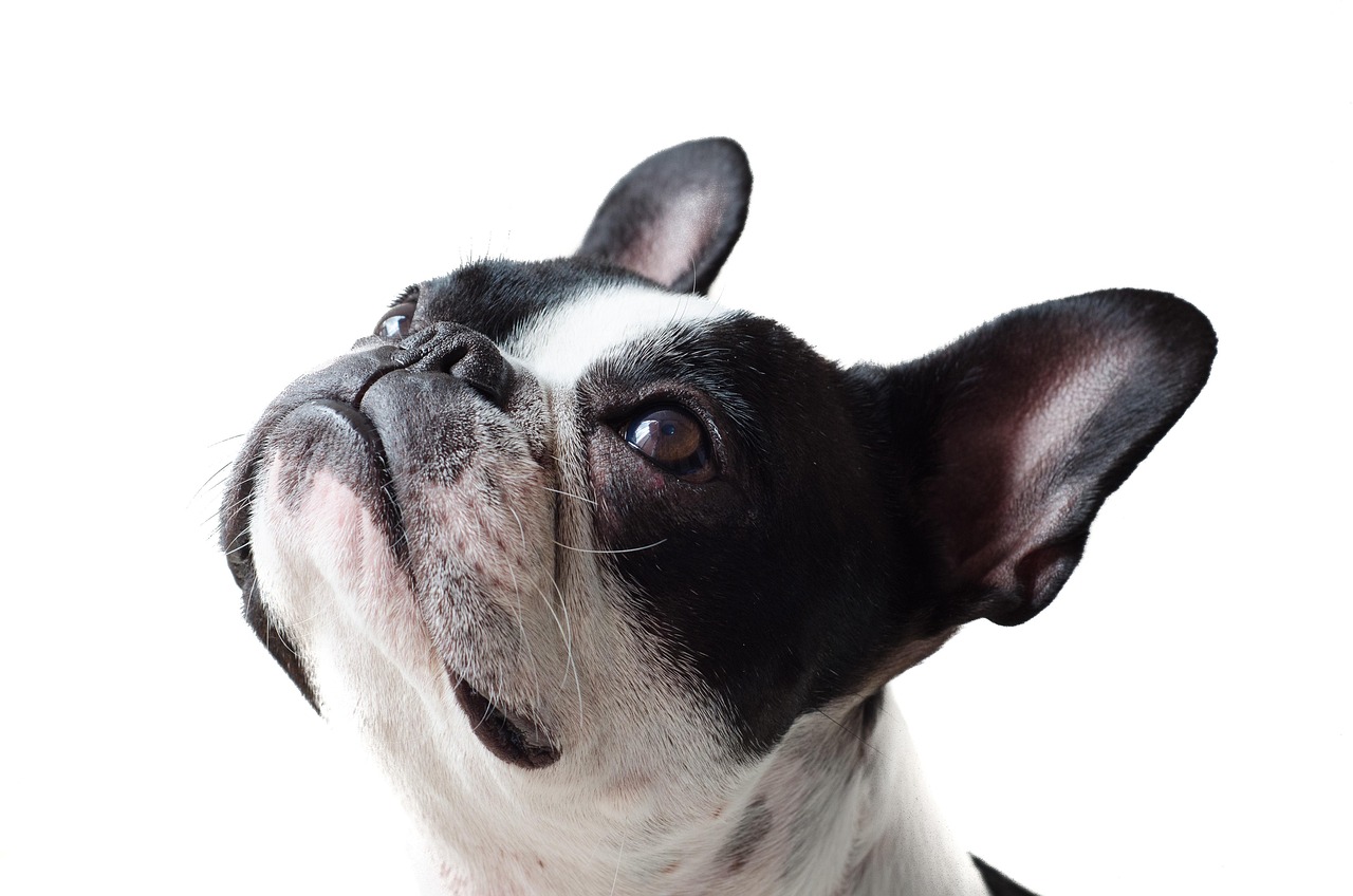 scopri tutto ciò che devi sapere sul bulldog americano, una razza potente e affettuosa. apprendi sul suo temperamento, le sue esigenze in termini di esercizio e i consigli per la cura per farne un compagno ideale.