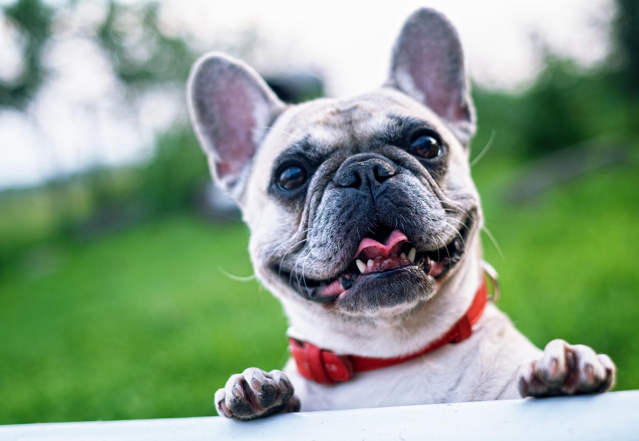 scopri tutto ciò che devi sapere sul bulldog americano: una razza potente e affettuosa, nota per la sua lealtà e intelligenza. scopri come prenderne cura, le sue caratteristiche fisiche, il suo comportamento e le migliori pratiche educative per farne un compagno ideale.