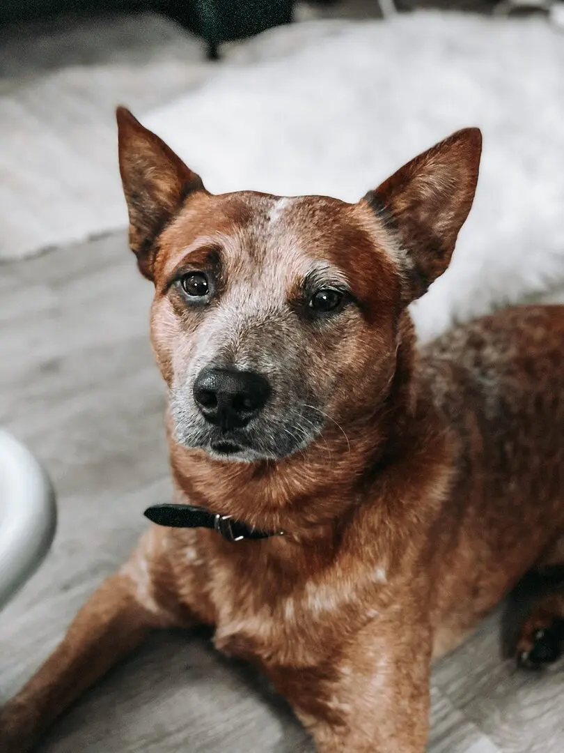 découvrez le chien de troupeau australien, le australian cattle dog, connu pour son intelligence, sa vivacité et son agilité. apprenez-en plus sur ses caractéristiques, son éducation et son rôle en tant qu'animal de compagnie loyal et protecteur.
