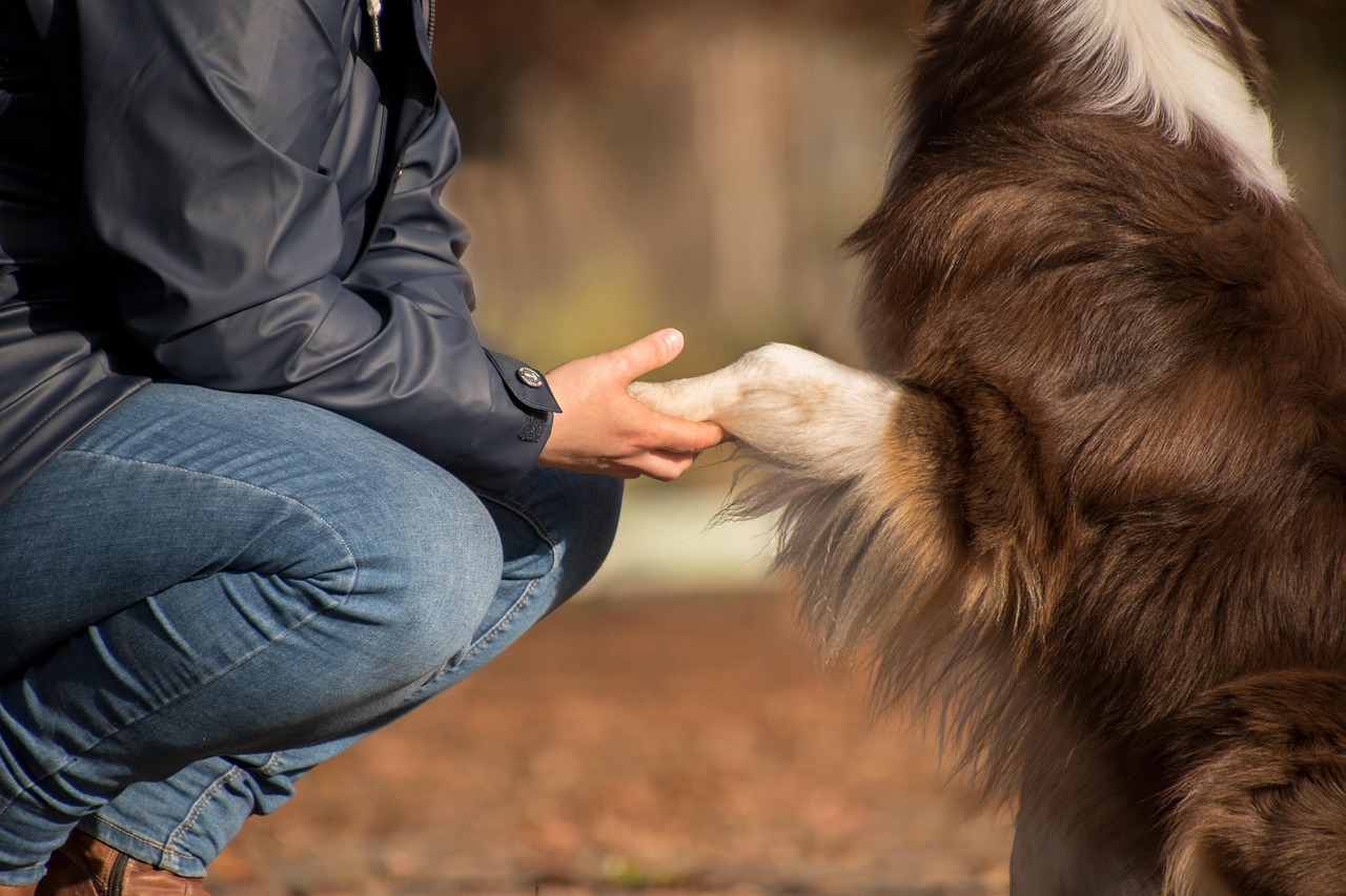 scopri l'australian cattle dog, una razza dinamica e intelligente, conosciuta per le sue capacità di lavoro nel bestiame. scopri tutto sul suo carattere, il suo addestramento e come si integra nella tua famiglia.
