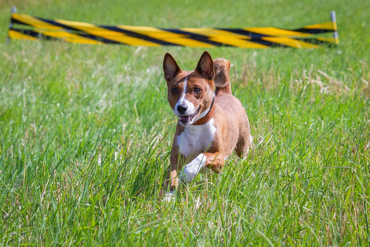 découvrez le basenji, une race de chien unique et fascinante, connue pour son tempérament joyeux et sa capacité à ne pas aboyer. apprenez-en plus sur son histoire, son caractère et ses besoins spécifiques pour en faire un compagnon idéal.