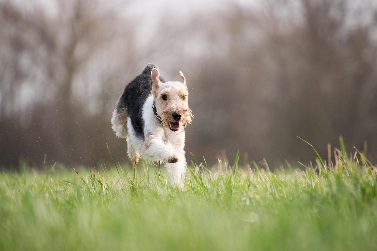 découvrez le bedlington terrier, une race canine unique au pelage doux et bouclé. apprenez tout sur son tempérament affectueux, son histoire fascinante et ses besoins spécifiques en matière de soins. idéal pour les familles actives, ce chien élégant allie charme et intelligence.