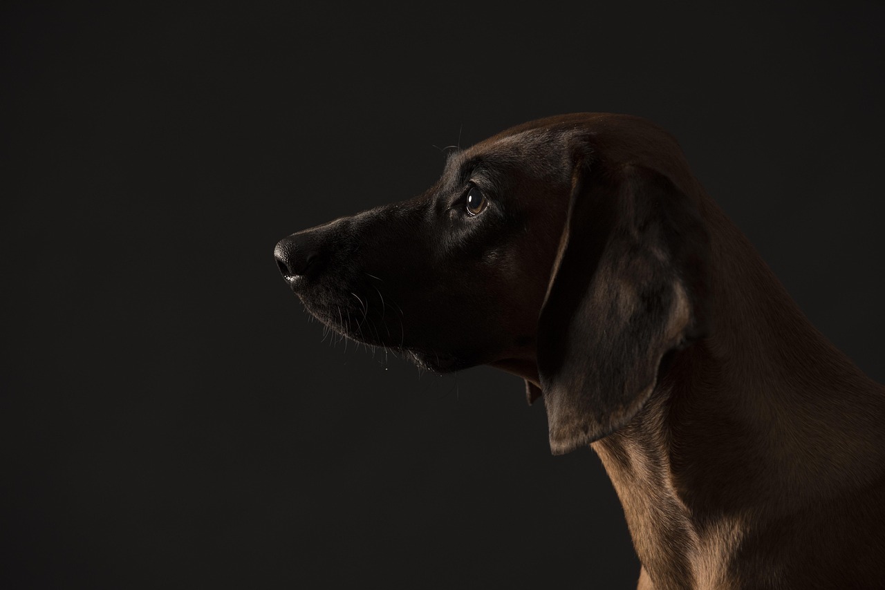 découvrez le chien bloodhound, célèbre pour son sens de l'odorat exceptionnel et ses compétences en recherche. apprenez tout sur son caractère, son éducation et ses besoins pour en faire un compagnon idéal.