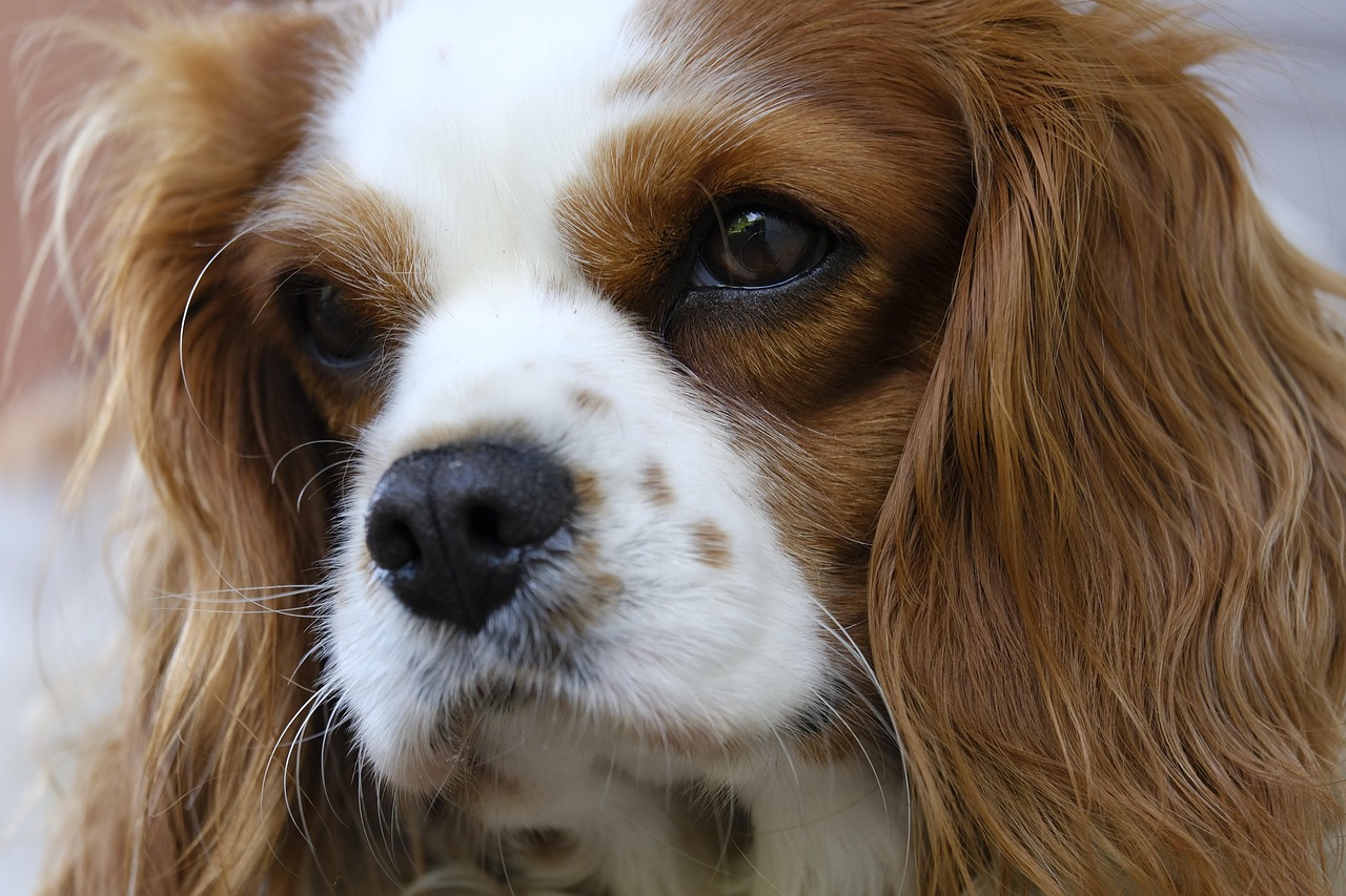 scoprite il cavalier king charles spaniel, un piccolo cane dal fascino irresistibile. imparate tutto sulle sue caratteristiche, il suo temperamento affettuoso e le sue necessità in materia di cure. ideale per le famiglie, questo compagno fedele saprà conquistare il vostro cuore con la sua ingegnosità e gentilezza.