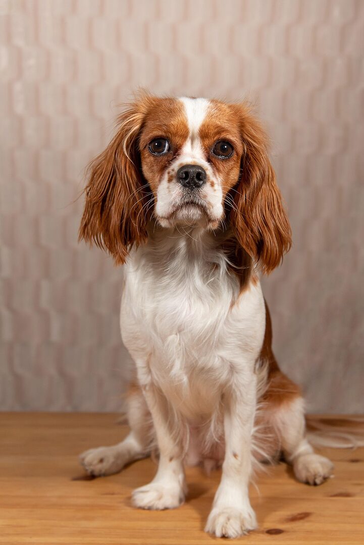 scoprite il cavalier king charles spaniel, una razza di cane rinomata per il suo temperamento affettuoso e il suo aspetto affascinante. imparate di più sulle sue caratteristiche, la sua educazione e le cure necessarie per garantire il benessere del vostro compagno a quattro zampe.