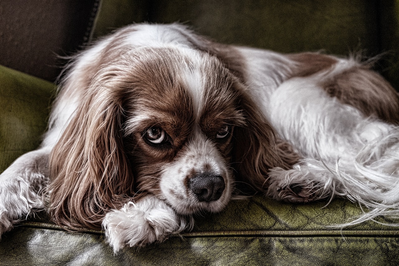 découvrez le charme irrésistible du cavalier king charles spaniel, un chien élégant et affectueux, connu pour sa personnalité douce et amicale. idéal pour les familles et les amoureux des animaux, ce compagnon à quatre pattes apportera joie et tendresse à votre foyer.