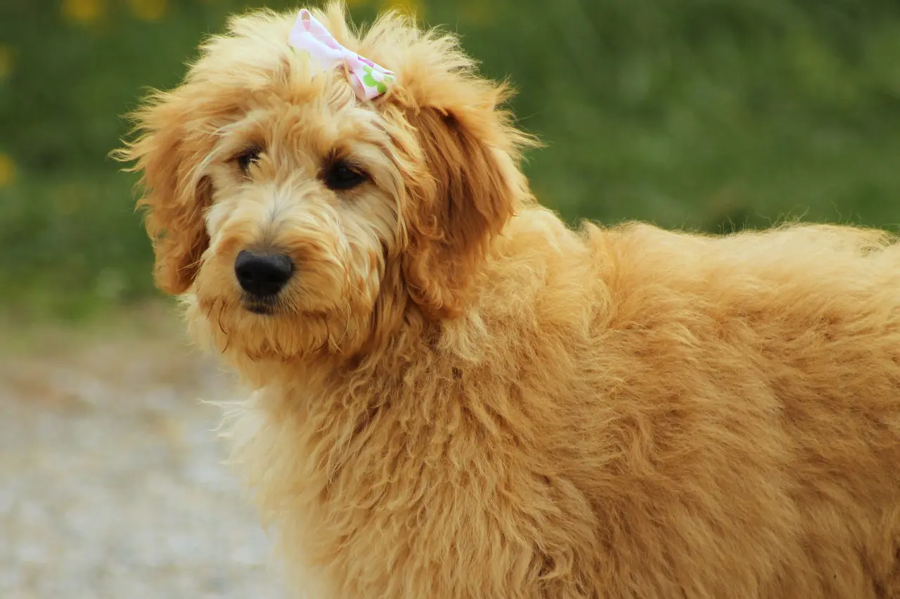 scopri il goldendoodle, un compagno canino adorato, appassionato e intelligente. questo incrocio tra un golden retriever e un barboncino offre il meglio di entrambi i mondi: un temperamento amichevole e un'ipoallergenicità. scopri tutto sulla sua educazione, cura e caratteristiche per offrire al tuo futuro compagno una vita appagante.