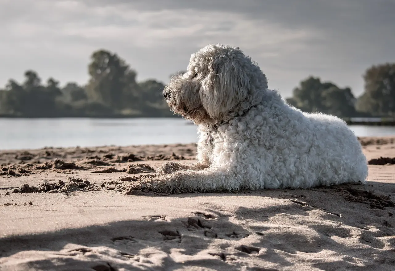 scopri il goldendoodle, un incrocio adorabile tra un golden retriever e un barboncino. questa razza è conosciuta per il suo temperamento amichevole, la sua intelligenza e il suo pelo ipoallergenico. scopri di più sulle loro caratteristiche, cura e perché sono compagni ideali per le famiglie.