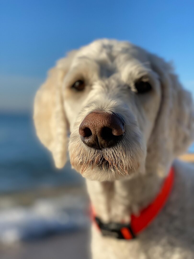 découvrez le goldendoodle, un croisement adorable entre un golden retriever et un caniche. ce chien amical, intelligent et hypoallergénique est parfait pour les familles et les personnes cherchant un compagnon loyal. apprenez-en plus sur ses caractéristiques, son entretien et son éducation.