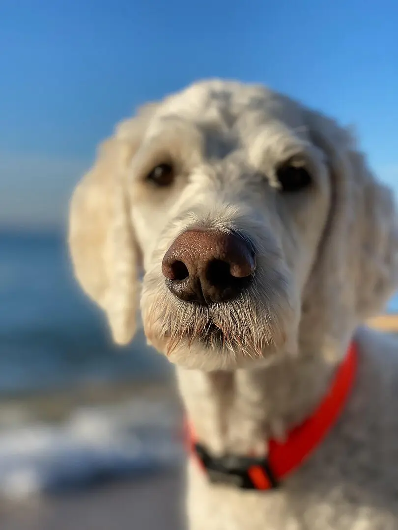 découvrez le goldendoodle, un croisement adorable entre un golden retriever et un caniche. ce chien amical, intelligent et hypoallergénique est parfait pour les familles et les personnes cherchant un compagnon loyal. apprenez-en plus sur ses caractéristiques, son entretien et son éducation.
