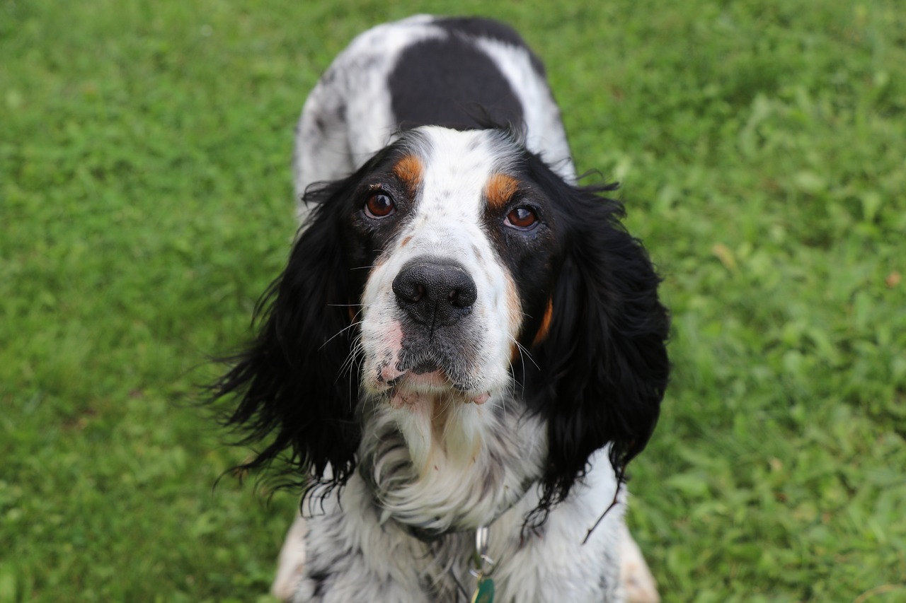 découvrez le gordon setter, un chien élégant et intelligent, connu pour son pelage soyeux et son caractère amical. apprenez-en plus sur ses origines, ses caractéristiques et ses besoins en matière de soins pour en faire le compagnon idéal.