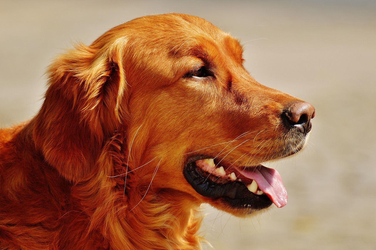 scoprite l'irish setter, un cane elegante e amichevole, riconosciuto per il suo meraviglioso pelo e la sua vivacità. imparate tutto sulle sue caratteristiche, il suo temperamento e le cure necessarie per farne un compagno ideale per le famiglie e gli amanti dell'aria aperta.
