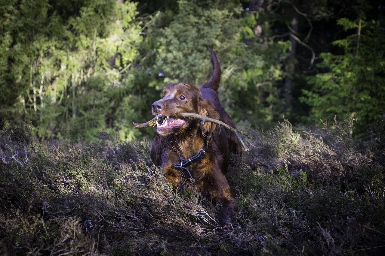 scoprite l'irish setter, una razza di cane elegante e piena di energia, conosciuta per il suo pelame splendente e il suo carattere amichevole. imparate tutto sul suo carattere, le sue esigenze di esercizio e come educarlo correttamente per farne un compagno ideale.