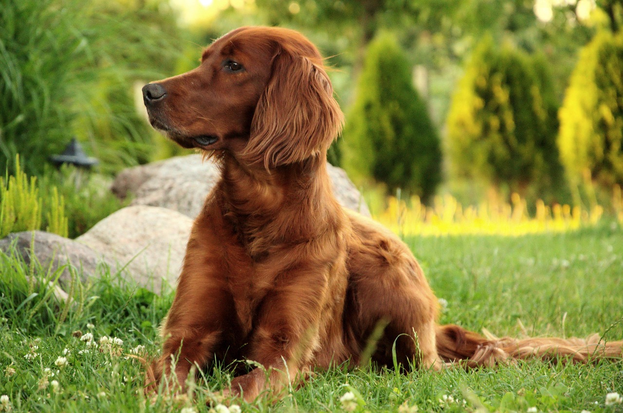 découvrez le setter irlandais, un chien élégant et plein de vie, réputé pour son pelage flamboyant et sa personnalité amicale. apprenez tout sur ses caractéristiques, son éducation et ses besoins pour offrir à ce compagnon fidèle un bonheur optimal.