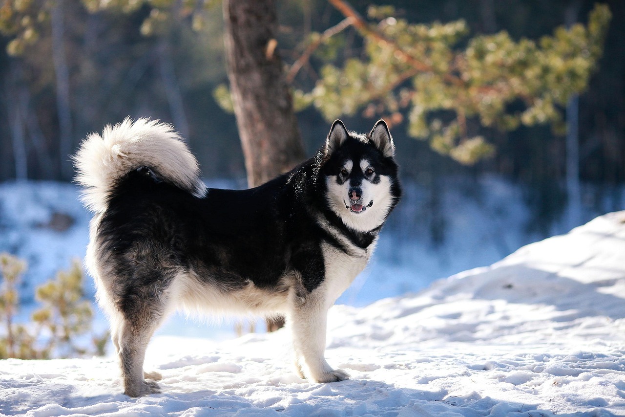 scopri tutto sul malamute dell'alaska, una razza di cane maestosa e potente, nota per la sua lealtà, intelligenza e spirito avventuriero. impara le sue caratteristiche, la sua storia e come prendersi cura di questo compagno eccezionale.