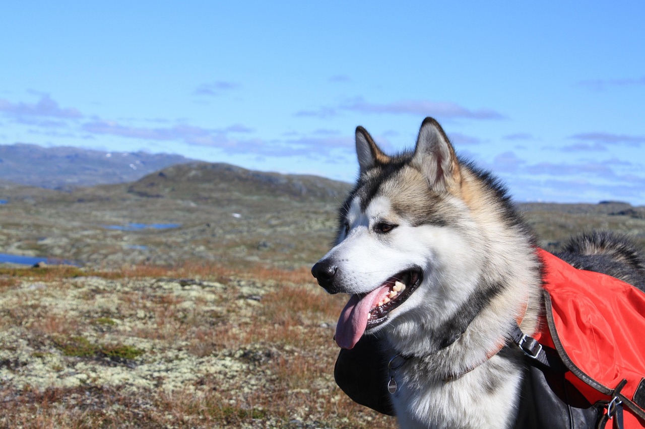 découvrez le malamute, une race de chien majestueuse et puissante, connue pour son endurance et son esprit amical. idéal pour les familles actives, ce compagnon fidèle vient du grand nord et apporte chaleur et protection à son foyer.