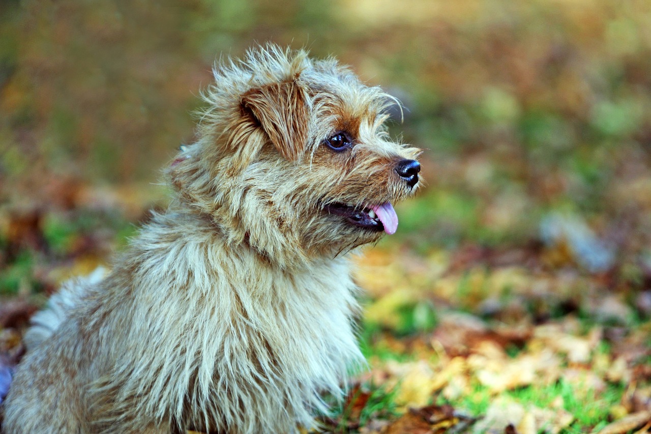découvrez le norfolk terrier, une race de chien pleine de caractère et de vivacité. apprenez-en plus sur son tempérament, ses besoins en exercice et son éducation. idéal pour les familles, ce petit compagnon saura vous charmer par sa personnalité attachante et ses qualités de fidèle ami.